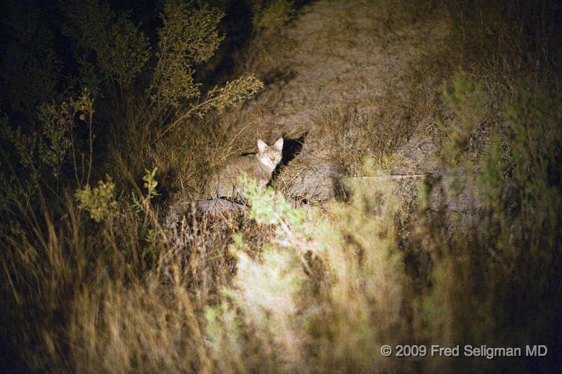 20090612_190707 D3 X1.jpg - Black Footed Cat, also called the Small Spotted Cat is a very tiny wild cat.  This one was seen in the Okavango Delta, Botwana